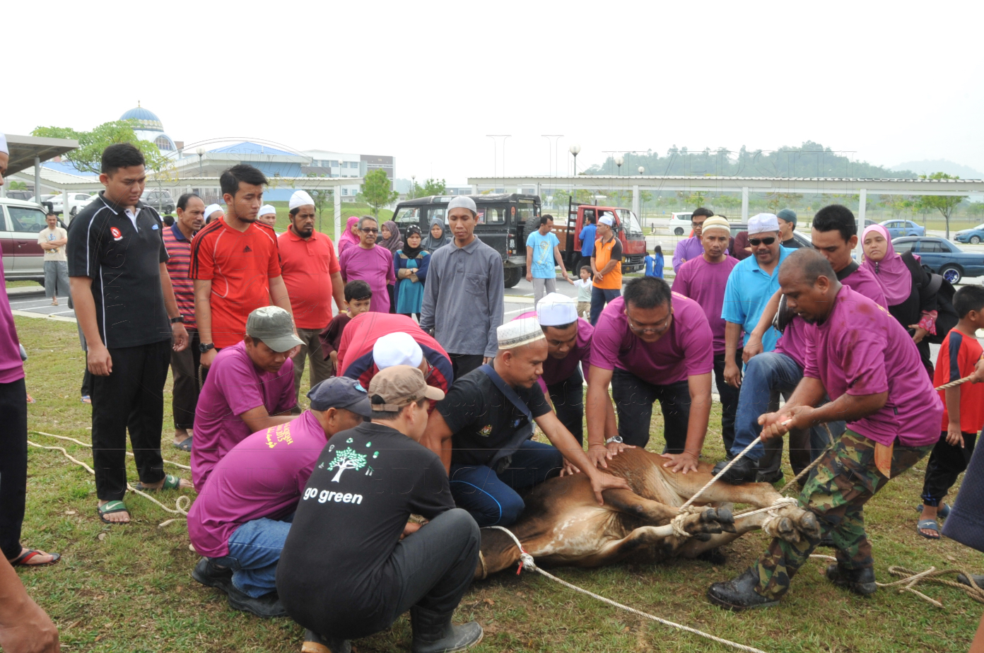 PRO15 150 KORBAN HAS 6736